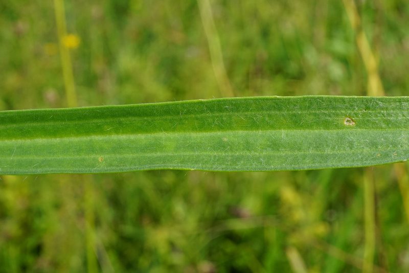 Plantago altissima, photographed by Patrick Hacker