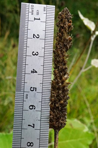 Plantago altissima, photographed by Patrick Hacker