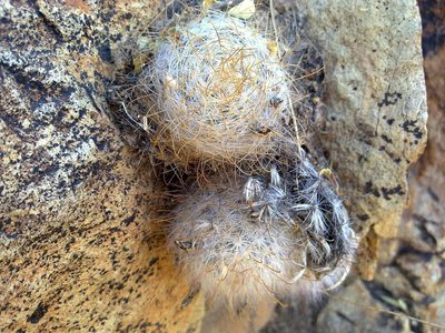 Cochemiea guelzowiana, photographed by amantedarmanin