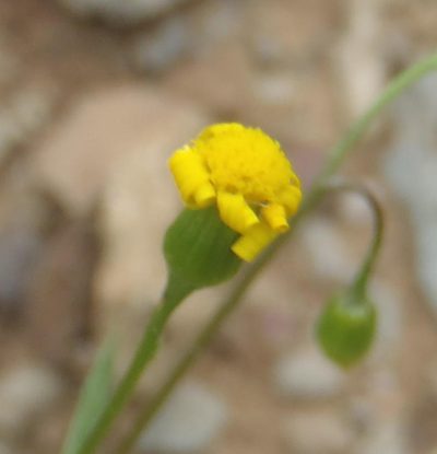 Senecio lessingii, photographed by Nicola van Berkel