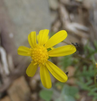 Senecio lessingii, photographed by Nicola van Berkel