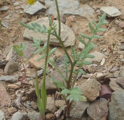 Senecio lessingii, photographed by Nicola van Berkel