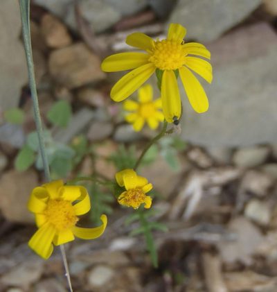 Senecio lessingii, photographed by Nicola van Berkel