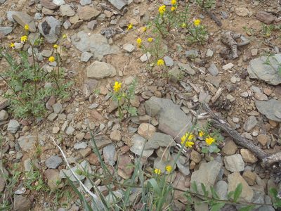 Senecio lessingii, photographed by Nicola van Berkel