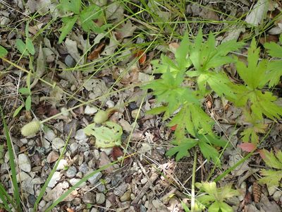 Anemone cylindrica, photographed by Mary Krieger