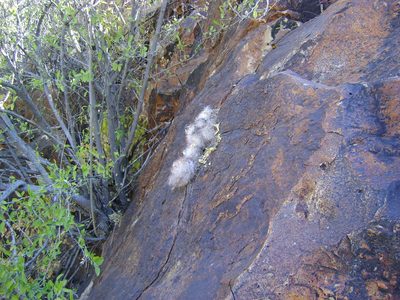 Cochemiea guelzowiana, photographed by amantedarmanin