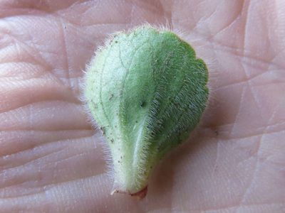 Ourisia spathulata, photographed by John Barkla