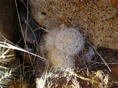 Cochemiea guelzowiana, photographed by amantedarmanin