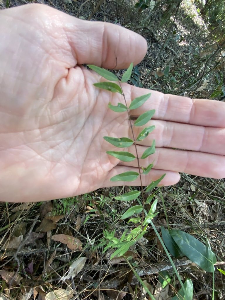 Austromyrtus glabra, photographed by Greg Tasney