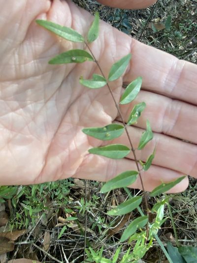Austromyrtus glabra, photographed by Greg Tasney