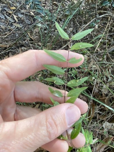 Austromyrtus glabra, photographed by Greg Tasney