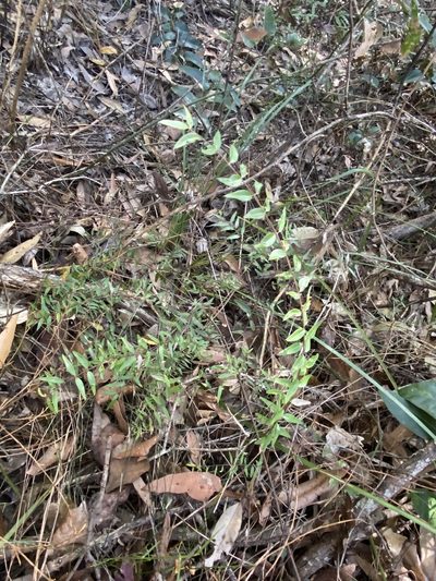 Austromyrtus glabra, photographed by Greg Tasney