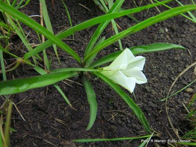 Ipomoea simplex, photographed by Peter Warren