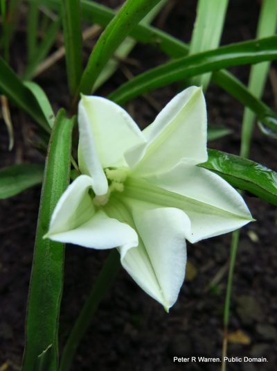 Ipomoea simplex, photographed by Peter Warren