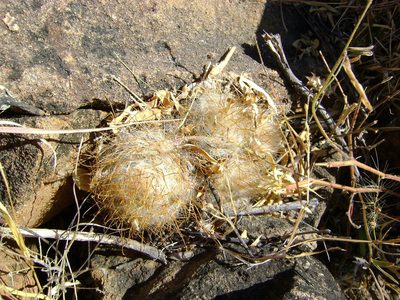 Cochemiea guelzowiana, photographed by amantedarmanin