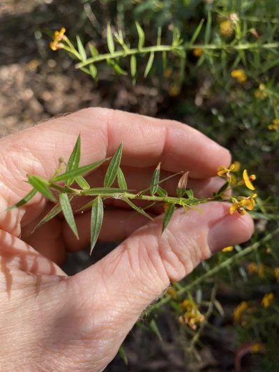 Daviesia umbellulata, photographed by Greg Tasney