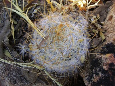 Cochemiea guelzowiana, photographed by amantedarmanin