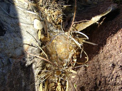 Cochemiea guelzowiana, photographed by amantedarmanin