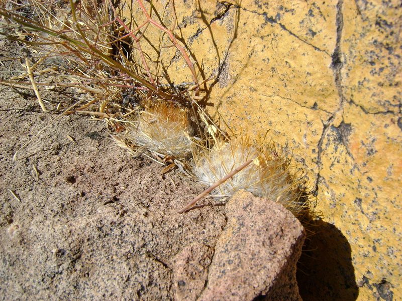 Cochemiea guelzowiana, photographed by amantedarmanin