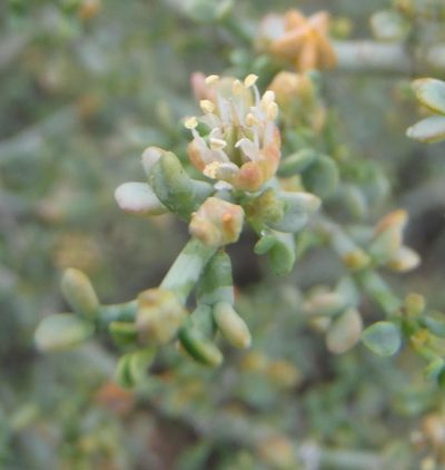 Zygophyllum chrysopteron, photographed by Nicola van Berkel
