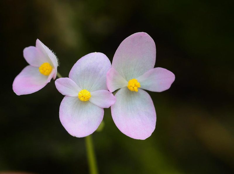 Begonia picta, photographed by S.MORE