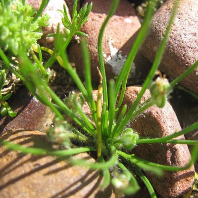 Plantago capillaris, photographed by douglaseustonbrown