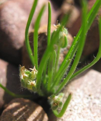 Plantago capillaris, photographed by douglaseustonbrown