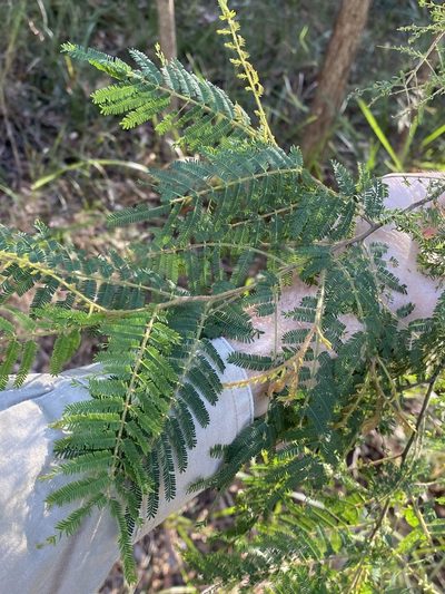 Acacia oshanesii, photographed by Greg Tasney