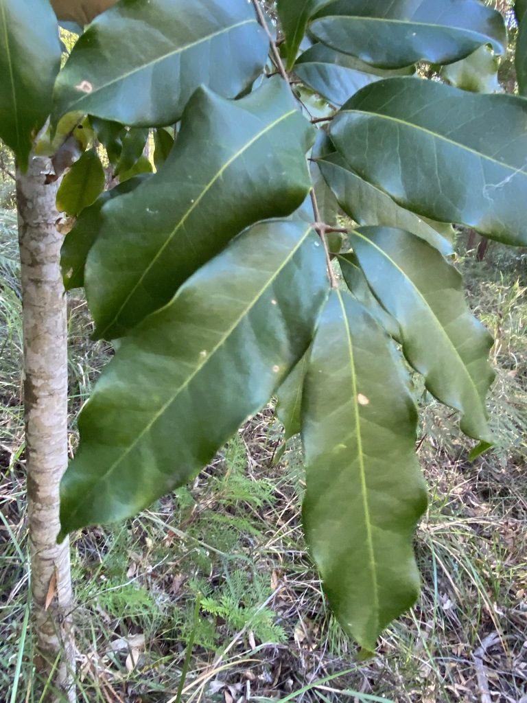 Canarium australasicum, photographed by Greg Tasney