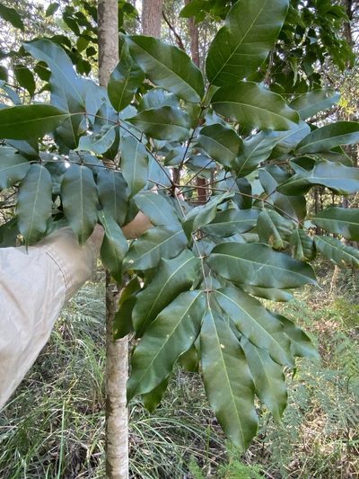 Canarium australasicum, photographed by Greg Tasney