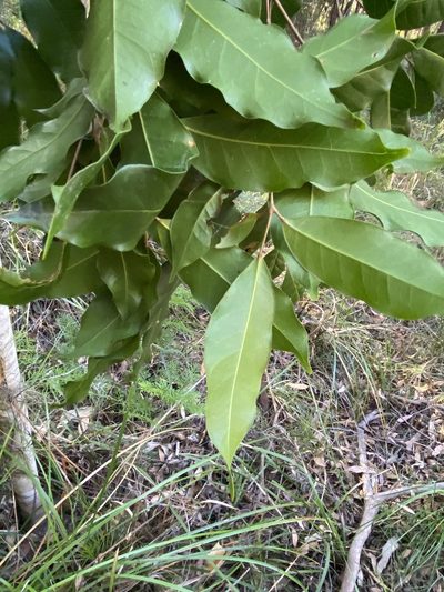 Canarium australasicum, photographed by Greg Tasney