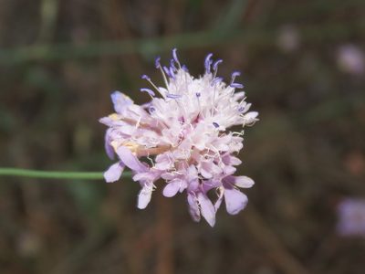 Cephalaria transsylvanica, photographed by Emanuele Santarelli