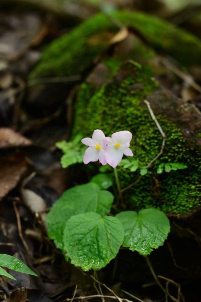 Begonia picta, photographed by S.MORE