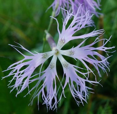 Dianthus superbus, photographed by Patrick Hacker
