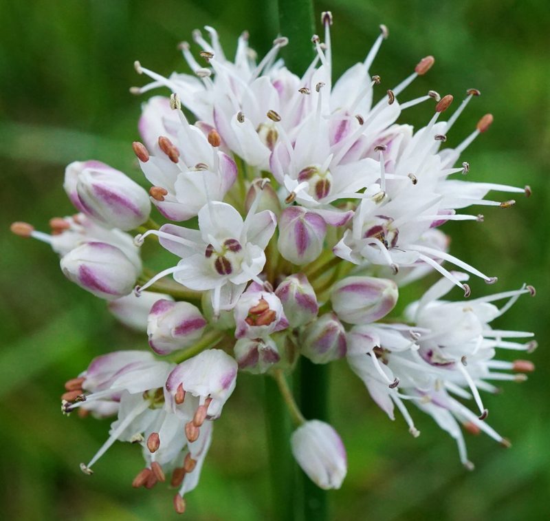 Allium suaveolens, photographed by Patrick Hacker