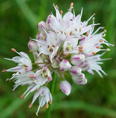 Allium suaveolens, photographed by Patrick Hacker