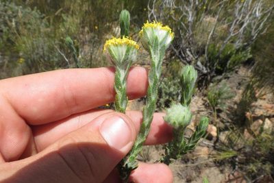 Hymenolepis gnidioides, photographed by Brian du Preez