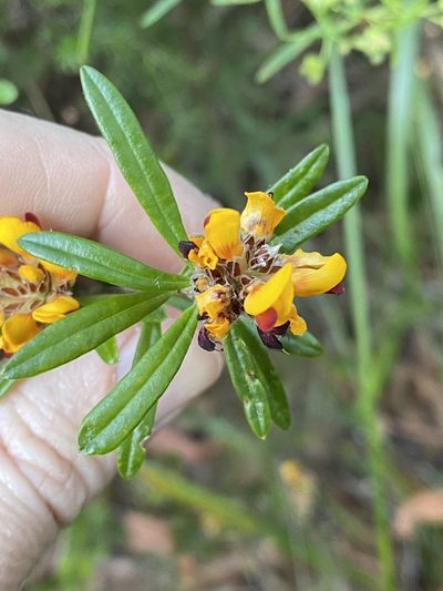 Pultenaea myrtoides, photographed by Greg Tasney