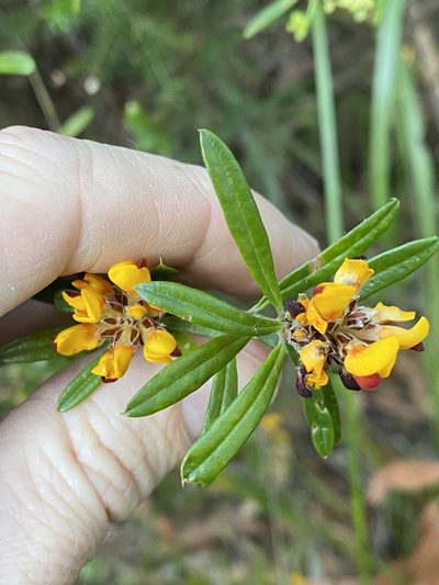 Pultenaea myrtoides, photographed by Greg Tasney