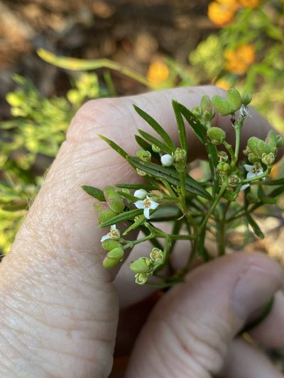Zieria laxiflora, photographed by Greg Tasney