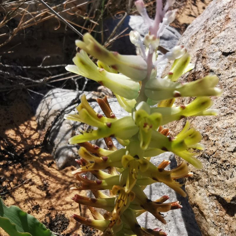 Lachenalia marginata, photographed by Kai.Munting.Tankwa