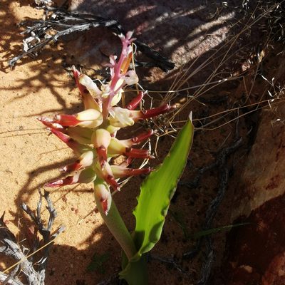 Lachenalia marginata, photographed by Kai.Munting.Tankwa