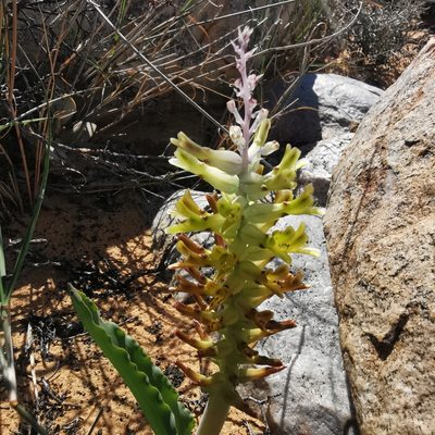 Lachenalia marginata, photographed by Kai.Munting.Tankwa