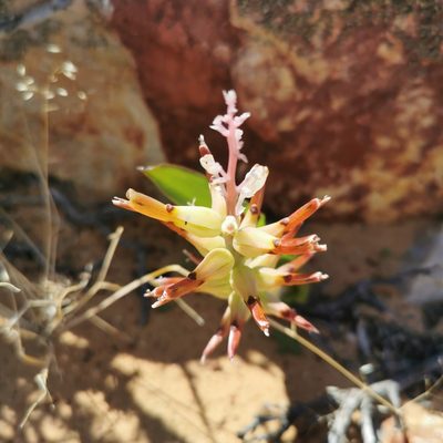 Lachenalia marginata, photographed by Kai.Munting.Tankwa