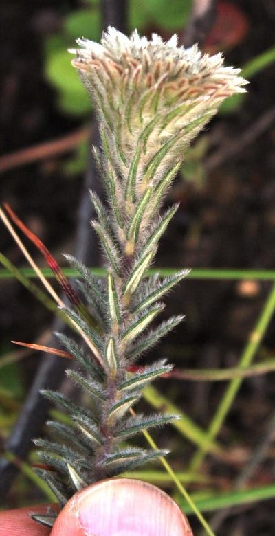 Phylica calcarata, photographed by Tony Rebelo