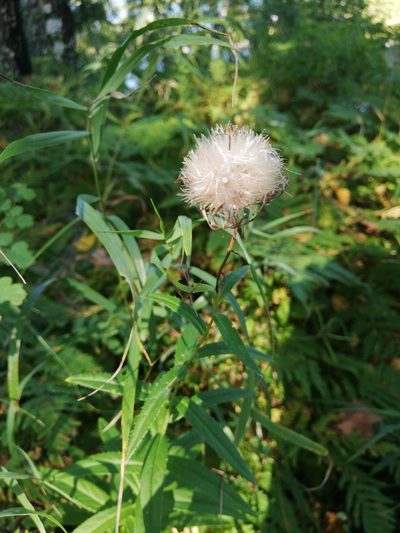 Cirsium serratuloides, photographed by Елена Радостева