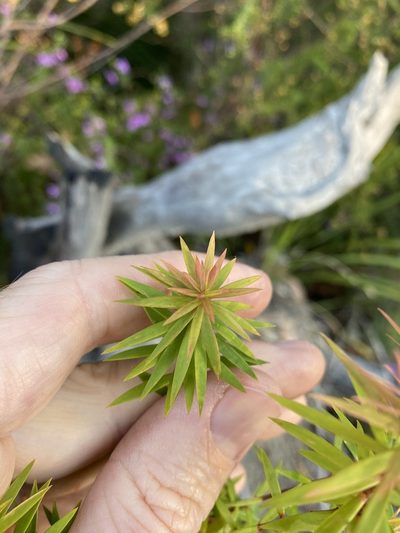 Styphelia leptospermoides, photographed by Greg Tasney