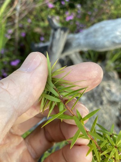Styphelia leptospermoides, photographed by Greg Tasney
