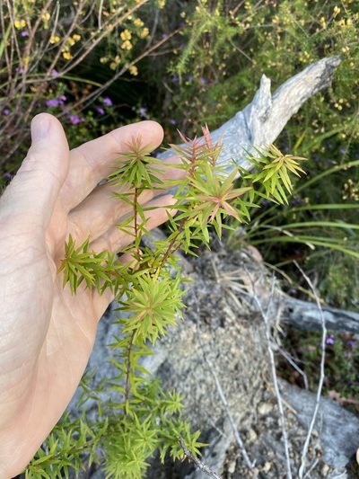 Styphelia leptospermoides, photographed by Greg Tasney