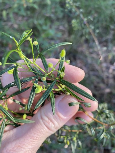 Zieria laxiflora, photographed by Greg Tasney